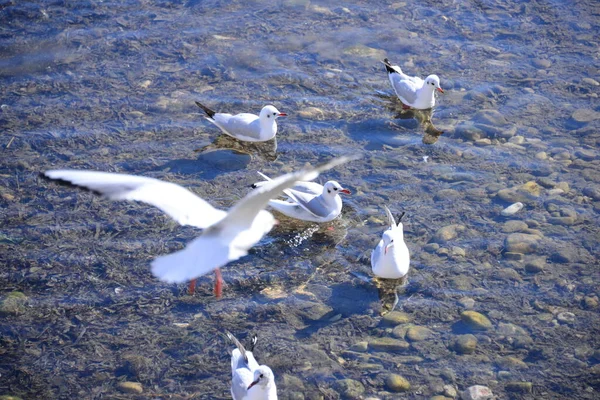 Mouettes Sur Mer Méditerranée Espagne — Photo