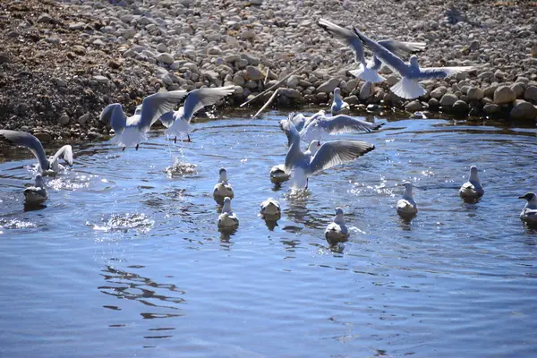 Mouettes Sur Mer Méditerranée Espagne — Photo