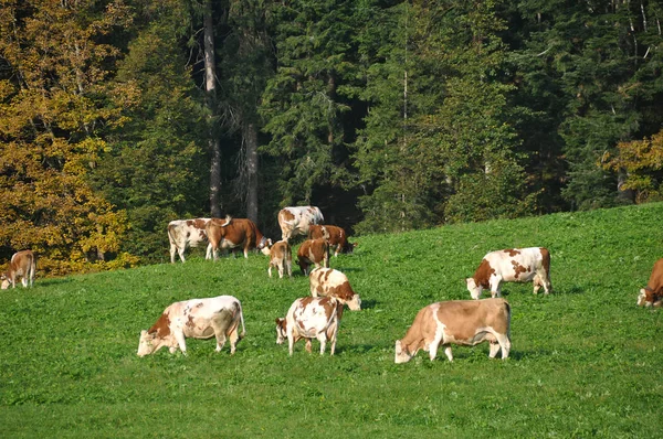 Корови Пасовищі — стокове фото
