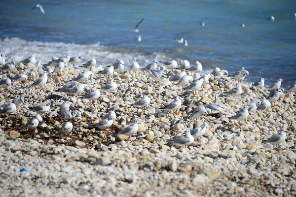 Möwen Auf Dem Mittelmeer Spanien — Stockfoto