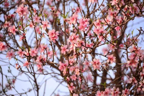 Цветущие Весенние Цветы Ветвях — стоковое фото