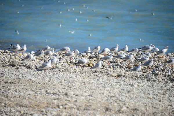 Meeuwen Middellandse Zee Spanje — Stockfoto