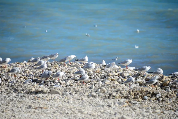 スペインの地中海に住むカモメは — ストック写真