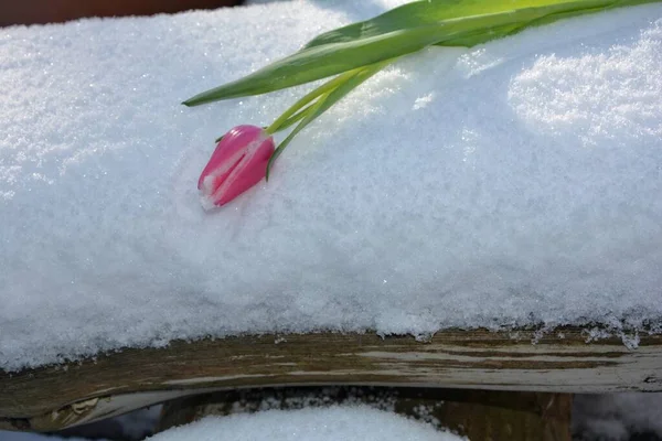 ピンクのチューリップが太陽の光の下で雪の中に横たわっています — ストック写真