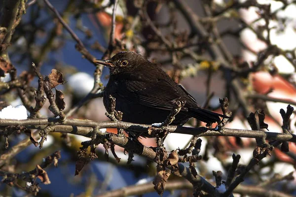 Oiseau Assis Dans Pommier Avec Neige — Photo