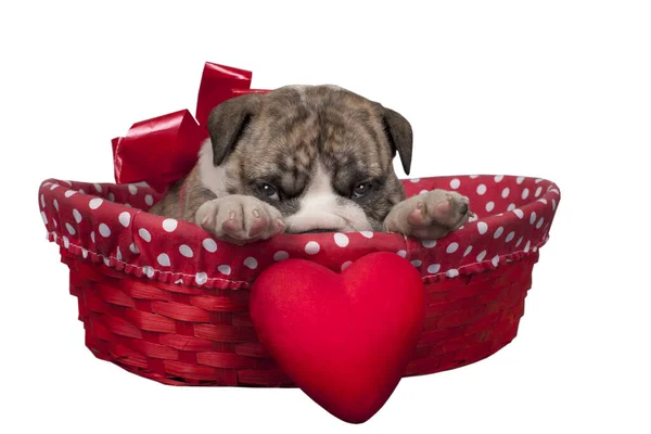 Bonito Cachorrinho Bulldog Inglês Com Coração Isolado Fundo Branco — Fotografia de Stock