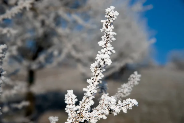 Třešňový Květ Květiny Jaře — Stock fotografie