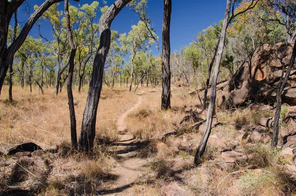 Ruta Solitaria Parte Trasera Australiana — Foto de Stock