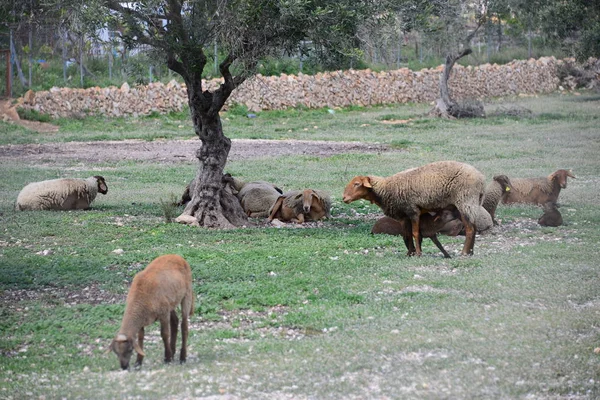 Graasschapen Wei Spanje — Stockfoto