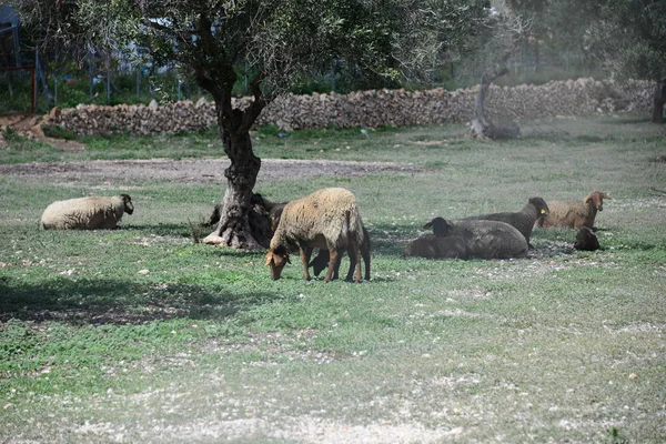 Weidende Schafe Auf Der Weide Spanien — Stockfoto