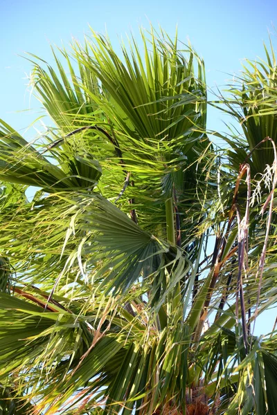 西班牙的棕榈树 — 图库照片
