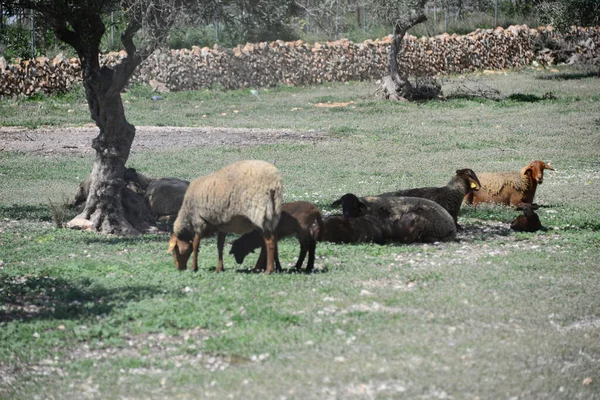 Owce Wypasane Pastwiskach — Zdjęcie stockowe