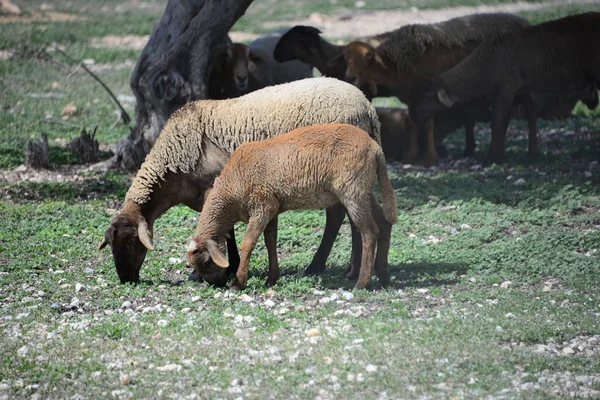 Owce Wypasane Pastwiskach — Zdjęcie stockowe