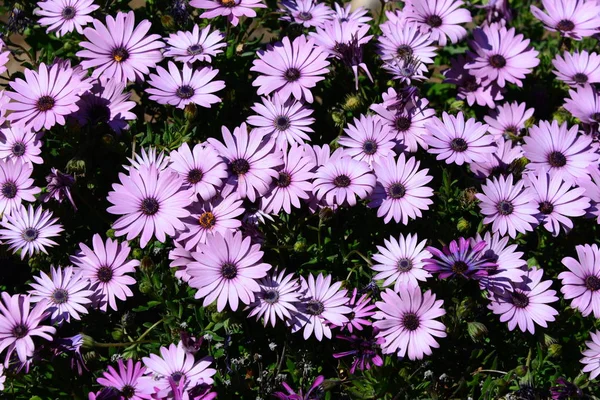 Belas Flores Verão Flora Botânica — Fotografia de Stock