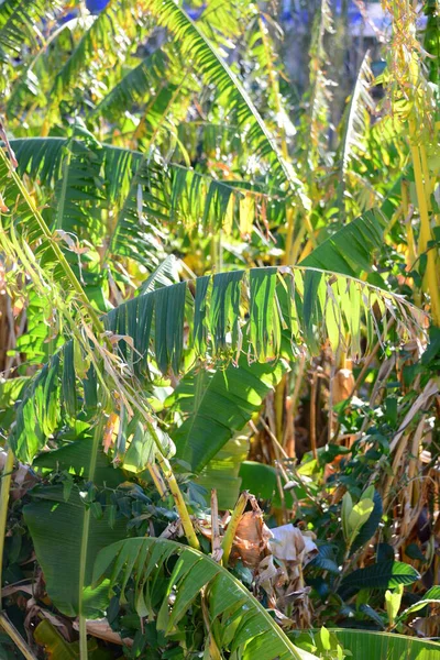 Planta Bananera Con Dolor —  Fotos de Stock