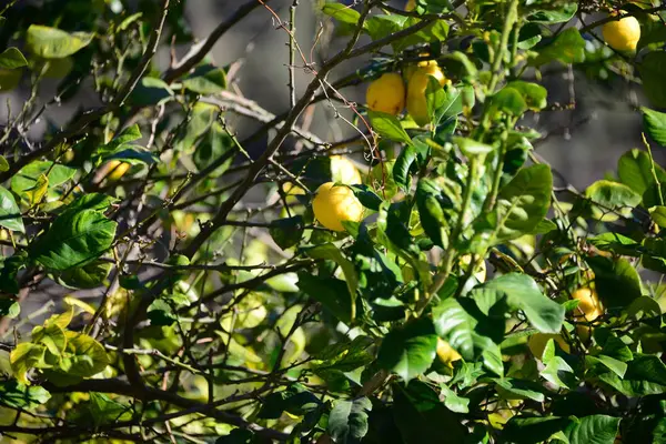 Lemon Tree Spain — стоковое фото