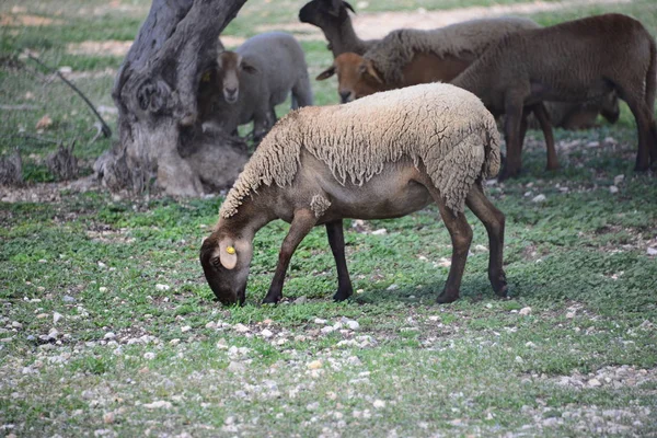 Pasoucí Ovce Pastvinách — Stock fotografie