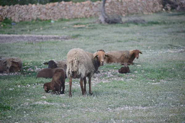 Овчинка Пастбище — стоковое фото
