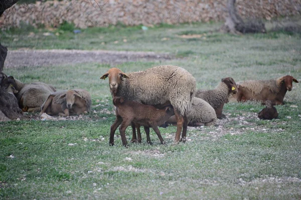 Grazing Sheep Pasture — Stock Photo, Image