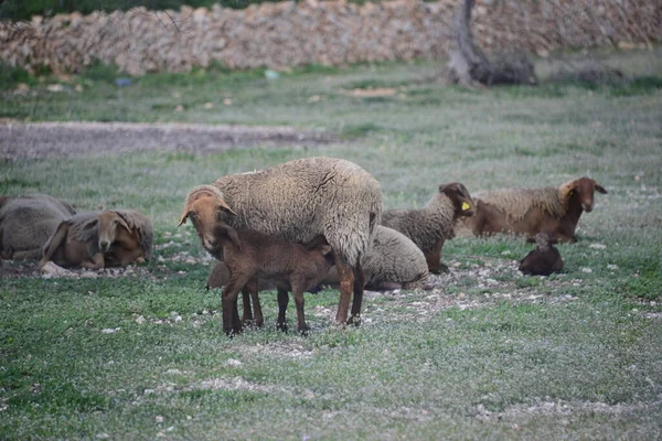 Beweidende Schapen Weiden — Stockfoto