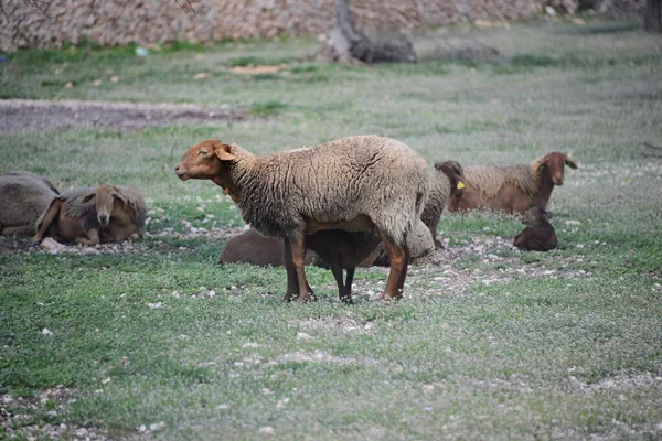 Beweidende Schapen Weiden — Stockfoto