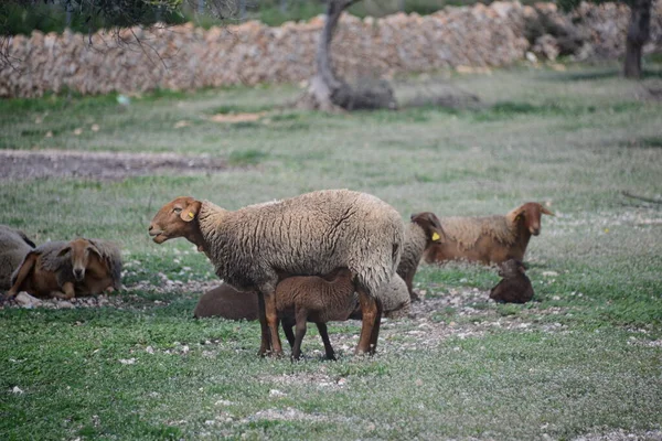 Grazing Sheep Pasture — Stock Photo, Image