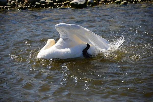 Cisne Mar Mediterrâneo Espanha — Fotografia de Stock