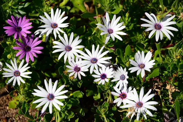 Vackra Sommarblommor Flora Och Botanik — Stockfoto