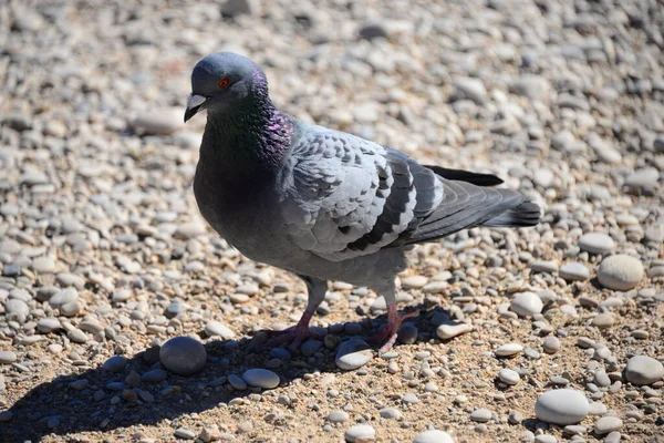 Pigeon Pigeons Spain — Stock Photo, Image
