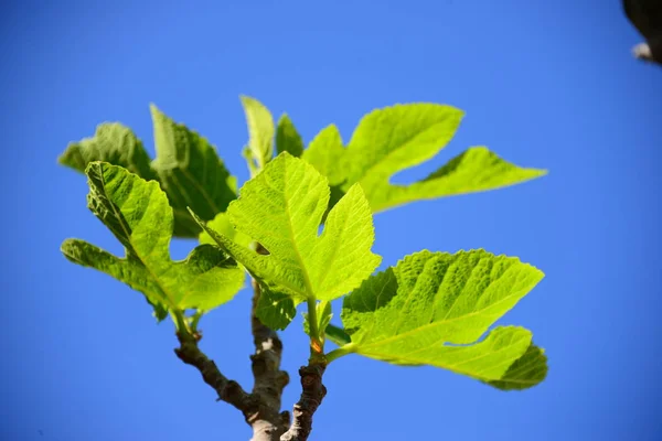 Figueira Folhas Verdes Árvore Árvore Fruto — Fotografia de Stock