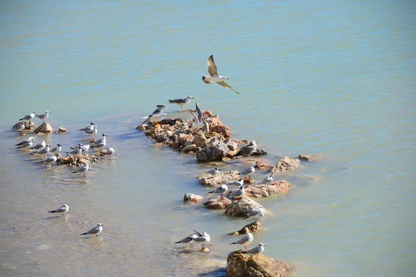 Mouettes Sur Mer Méditerranée Espagne — Photo