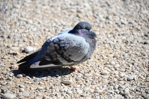 Malerischer Blick Auf Taubenvögel — Stockfoto