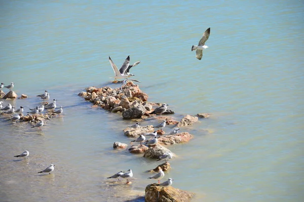 Möwen Auf Dem Mittelmeer Spanien — Stockfoto