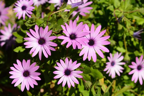 Flourishing Flowers Bloom Garden — Stock Photo, Image