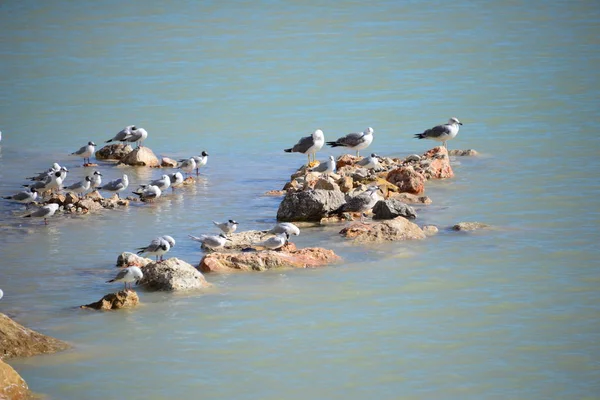 Mouettes Sur Mer Méditerranée Espagne — Photo