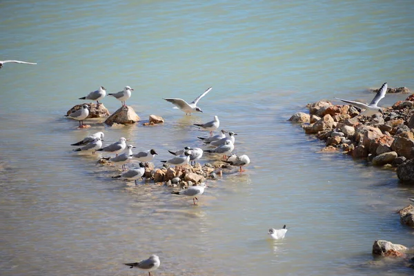 Möwen Auf Dem Mittelmeer Spanien — Stockfoto