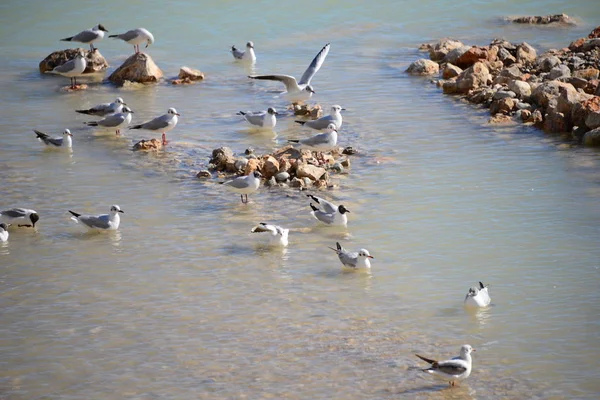 西班牙地中海上的海鸥群 — 图库照片