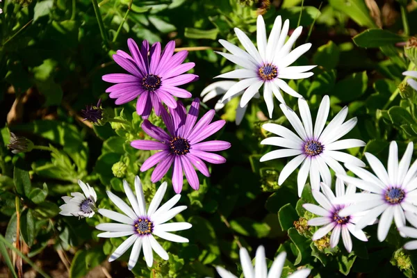 Blomstrande Blommor Blommar Trädgården — Stockfoto