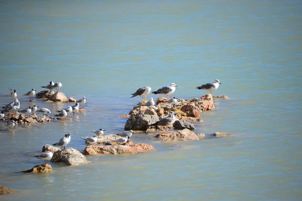 西班牙地中海上的海鸥群 — 图库照片