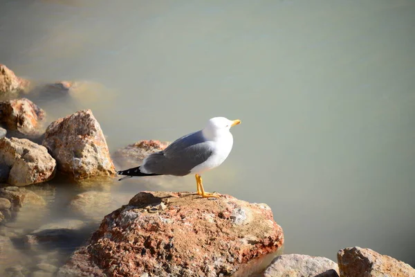 Gaivotas Mar Mediterrâneo Espanha — Fotografia de Stock