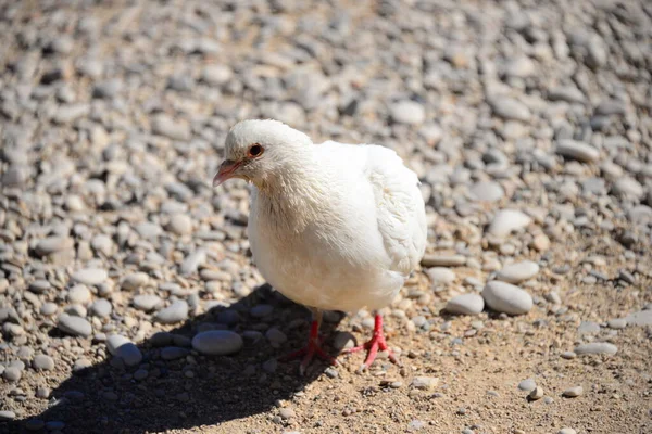 Malerischer Blick Auf Taubenvögel — Stockfoto