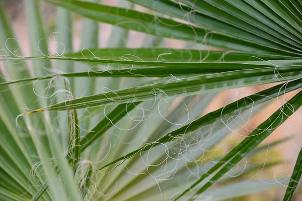 Feuilles Palmier Flore Verte — Photo