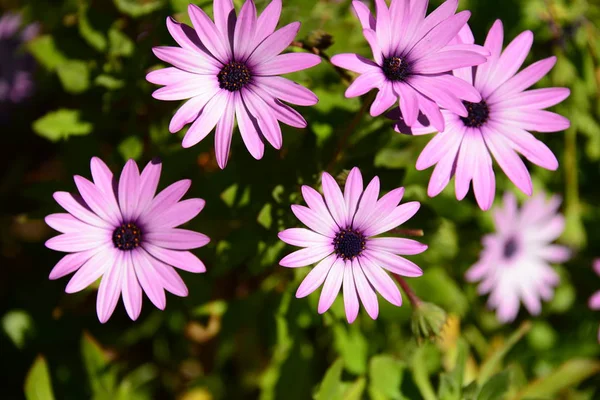 Blomstrande Blommor Blommar Trädgården — Stockfoto