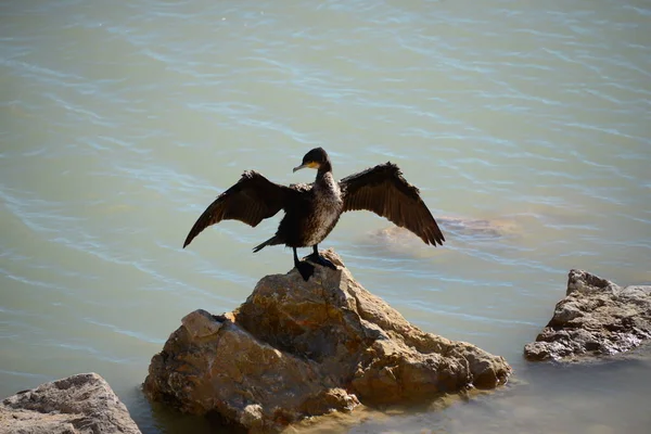 Komoran Mittelmeer Spanien — Stockfoto