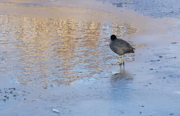 Bir Kuşu Buzun Üzerinde Duruyor — Stok fotoğraf