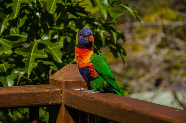 Der Regenbogenlorikeet Ein Australischer Papagei — Stockfoto