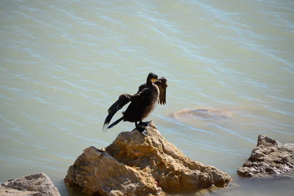 Komoran Mer Méditerranée Espagne — Photo