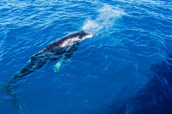 Observation Des Baleines Près Baie Hervey Queensland Australia — Photo