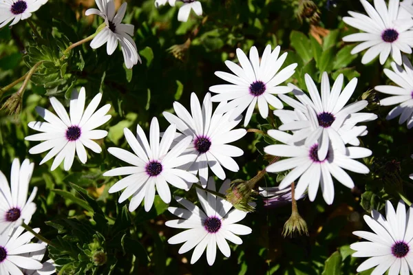 Magarites Λουλούδια Που Αναπτύσσονται Στον Κήπο — Φωτογραφία Αρχείου