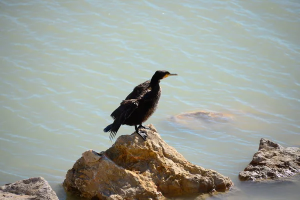 Komoran Śródziemnomorski Ptak Przyrodzie — Zdjęcie stockowe